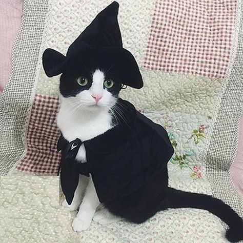 Cat Halloween Costume Pet, Costumes For Cats, Pet Costumes Cat, Chat Diy, Halloween Costumes To Make, Chat Halloween, Wizard Costume, Pet Halloween Costumes, Cat Halloween Costume