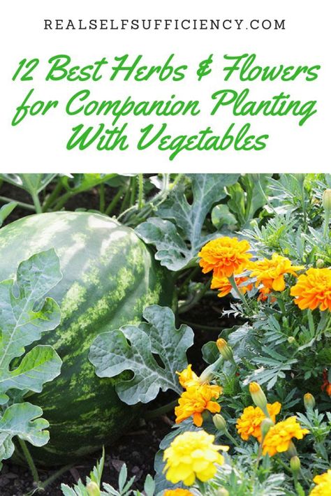 Plantarea Legumelor, Companion Planting Vegetables, Gemüseanbau In Kübeln, Companion Gardening, Growing Tomatoes In Containers, Herbs And Flowers, Organic Vegetable Garden, Organic Garden, Container Gardening Vegetables