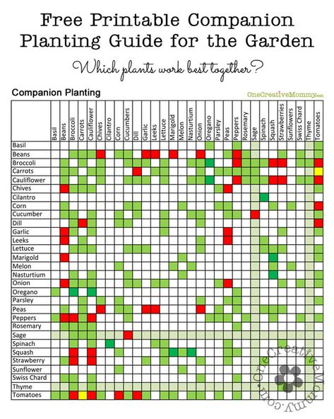 Companion Planting Guide--Which Garden Plants Grow Well Together?  {Free Printable from OneCreativeMommy.com} #companionplanting Rosemary Garden, Companion Planting Guide, Companion Planting Chart, Gardening For Dummies, Companion Gardening, Garden Companion Planting, Planting Guide, Growing Tomatoes In Containers, Diy Garden Trellis