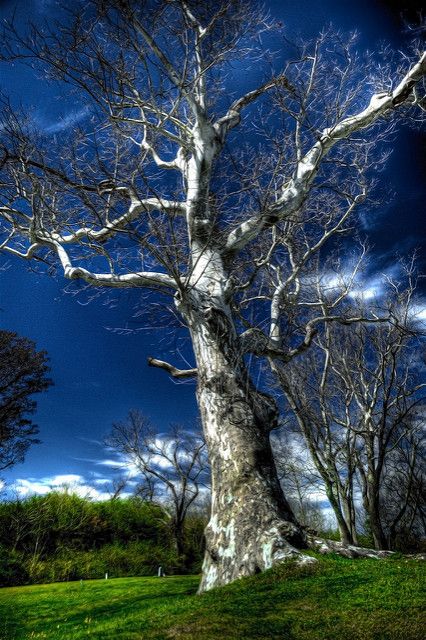 tree. | View On Black | tearapen73 | Flickr Amazing Nature, Trees Beautiful, Sycamore Tree, Old Trees, Tree Hugger, Tree Forest, Photo Tree, Beautiful Tree, Tree Art