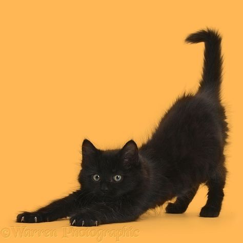 Fluffy black kitten, 9 weeks old, stretching, white background Croquis, Fluffy Black Kitten, Cat Stretching, Cat Anatomy, Výtvarné Reference, Kitten Photos, Cat Reference, Animals Pictures, Cat Pose