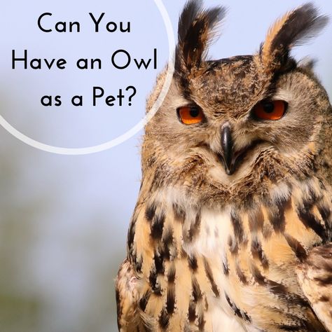 Keeping Owls as Pets: Yes, It’s Legal Teacup Pigs, Pet Owls, Pet Owl, Owl Facts, Eurasian Eagle Owl, Pet Enclosure, Show Cattle, Guinea Pig Toys, Showing Livestock