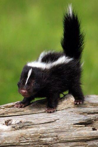 "little Stinker" Skunk Photos, Baby Skunk, Baby Skunks, Cele Mai Drăguțe Animale, Amazing Animals, Cute Creatures, Sweet Animals, Animal Planet, Exotic Pets