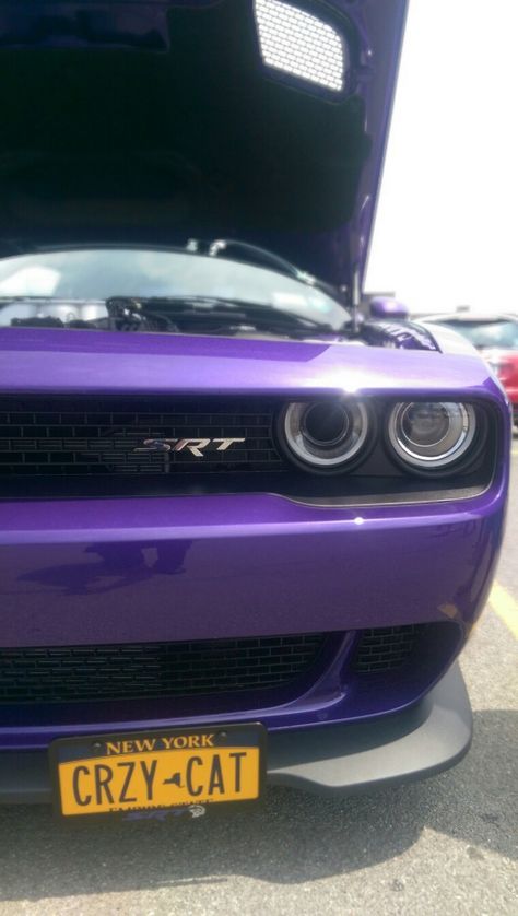 Purple Hell Cat Funny Videos, Scooters, Dodge Challenger, Hell Cat Wallpaper, Hell Cat, Vines Funny, Vines Funny Videos, Cat Wallpaper, Sweet 16