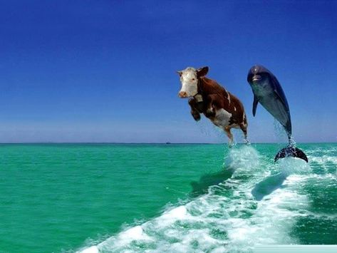 Funny Desktop Background Pranks - Viewing Gallery Steller's Sea Cow, Funny Facebook Cover, Sea Cow, Picture Prompts, Story Starters, Cows Funny, Funny Wallpaper, Cool Writing, Images Wallpaper