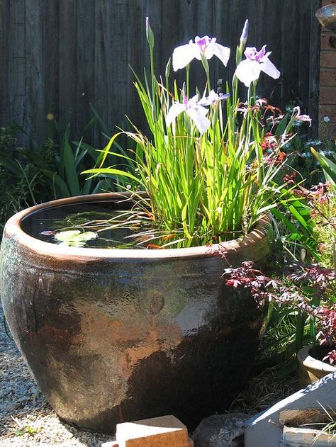 Water Bowl Garden, Water And Flowers, Bowl Garden, Small Water Gardens, Mata Air, Container Water Gardens, Garden Water Feature, Have Inspiration, Water Features In The Garden