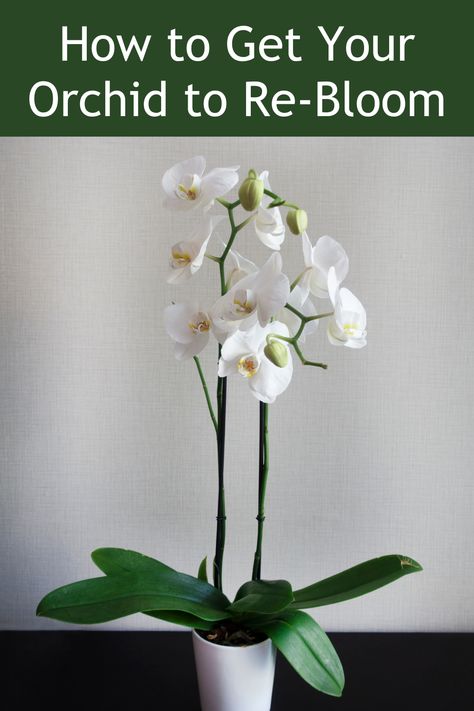 Unlock the secrets of orchid care and enjoy year-round blooms. Learn How to Get Your Orchid to Re-Bloom. 🌼🌿 How To Regrow Orchids, Natural Orchid Fertilizer, Care For Orchids After Blooming, How To Get An Orchid To Bloom Again, Types Of Orchids Plants, How To Care For An Orchid, Diy Orchid Pot Ideas, How To Grow Orchids Indoors, How To Get Orchids To Bloom Again