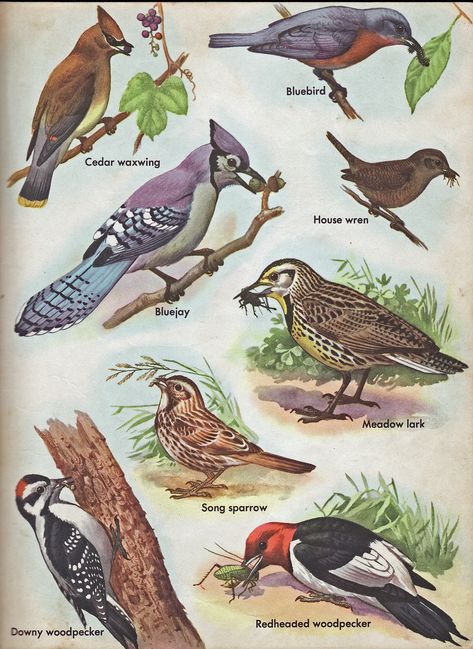 Birdwatching, North American Birds, American Birds, North American Wildlife, Bird Identification, Bird Poster, Bird Watcher, Bird Artwork, Backyard Birds