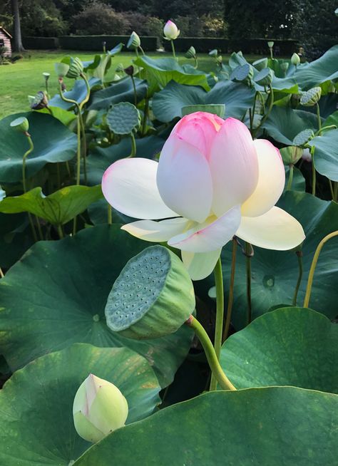 The Water Lily Pond, Tanaman Air, Taman Air, Lotus Flower Pictures, Lotus Plant, Water Lily Pond, My Calendar, Lotus Pond, Lily Pond