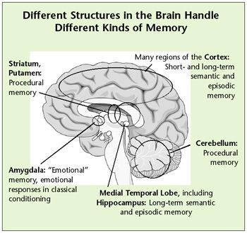 Different parts of the brain handle different types of memories Different Types Of Memory, Brain Diagram, Brain And Memory, Episodic Memory, Parts Of The Brain, Types Of Memory, Psychology Notes, Forensic Anthropology, Human Memory