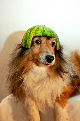 Watermelon Head Melon Collie, Watermelon Head, Mini Watermelon, Animal Eating, Eating Watermelon, Hodge Podge, Really Cute Dogs, Blue Merle, Cute Little Animals