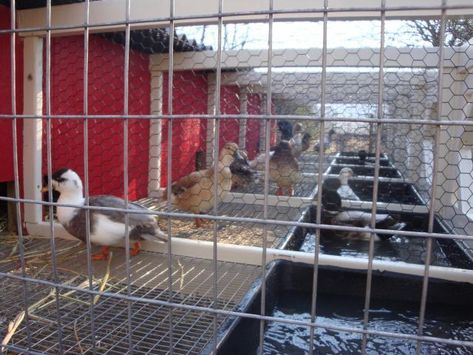 Click this image to show the full-size version. Call Duck Pen, Poultry Breeding Pens, Duck Raising, Aviary Ideas, Call Ducks, Call Duck, Duck Pen, Diy Rabbit Cage, Duck Pens