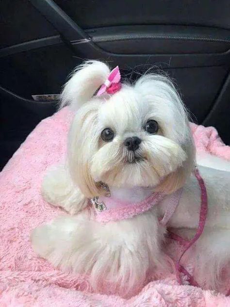 14 Photos of Shih Tzu That Will Melt Your Heart - Page 2 of 3 - PetPress Chien Shih Tzu, Perro Shih Tzu, Shitzu Dogs, Shih Tzu Grooming, Shitzu Puppies, Cute Little Puppies, Maltese Puppy, Shih Tzu Dog