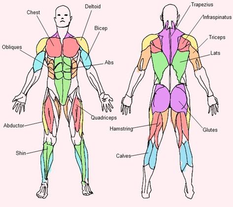 body Muscular System For Kids, Muscle Chart, Human Body Muscles, Body Muscle Anatomy, Muscular System Anatomy, Muscle Diagram, Human Muscle Anatomy, Human Body Anatomy, Human Anatomy Drawing