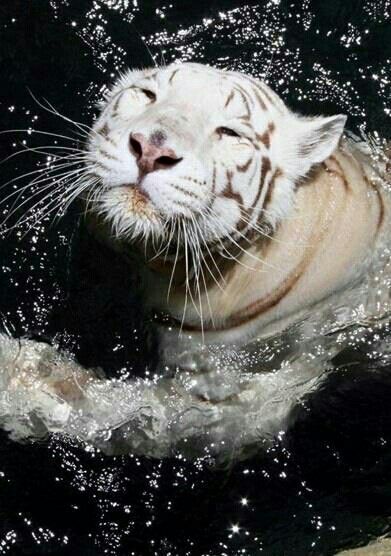 White Bengal Tiger swimming @Stanislav Temelkov Wild Tiger Swimming, White Bengal Tiger, Tiger Photography, Snow Tiger, Cute Tigers, Bengal Tiger, Pretty Animals, Favorite Animal, Majestic Animals