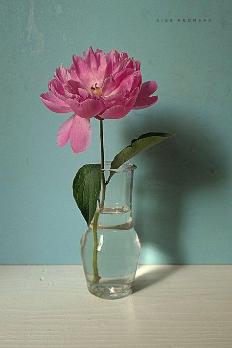 Vase Of Flowers Photography, Flowers In Vase Photography, Easy Still Life, Still Life With Flowers, Flower Still Life, Still Life Pictures, Flowers In A Vase, Still Life Flowers, Flower Arrangements Simple