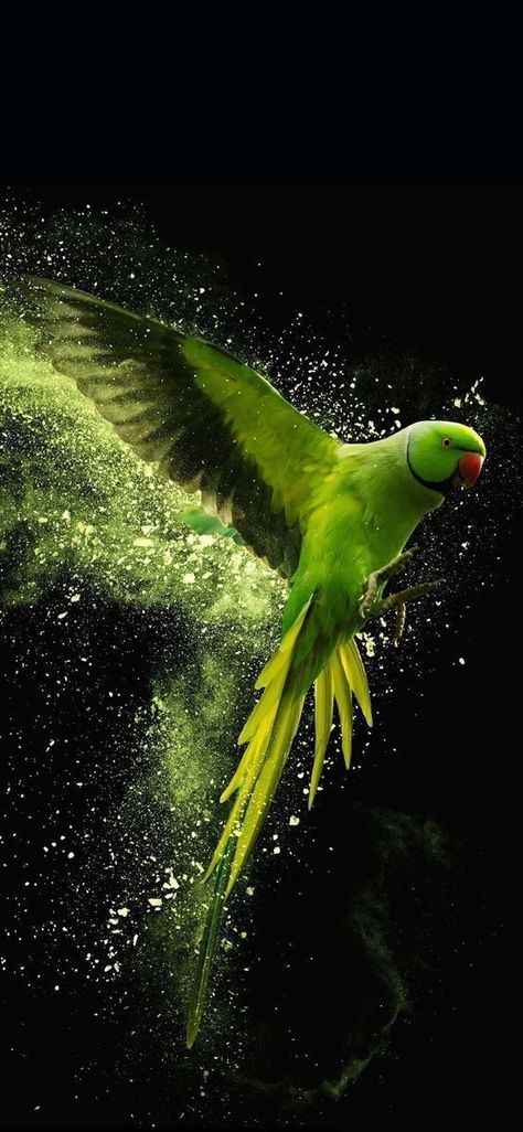 Burung Beo, सुप्रभात संदेश, Parrot Wallpaper, Eagle Wallpaper, Desen Realist, फोटोग्राफी 101, तितली वॉलपेपर, Image Nature, Wallpaper Nature Flowers