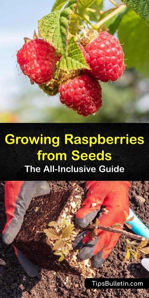 Discover the best tips for growing raspberries in your garden. From germination in early spring to harvest in early fall next year, we’ve got you covered. Plant yellow, red, or black raspberries in USDA hardiness zones 3-9 and train the brambles to trellis. #growing #raspberry #seeds How To Grow Raspberries, Grow Raspberries, Raspberry Canes, Yellow Raspberries, Black Raspberries, Covered Backyard, Growing Raspberries, Raspberry Plants, Growing Trees