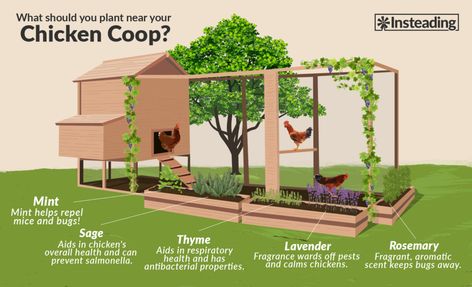 Herbs For Chickens, Cute Chicken Coops, Chicken Coop Garden, Small Chicken Coops, Easy Chicken Coop, Backyard Chicken Coop Plans, Diy Chicken Coop Plans, Backyard Chicken Farming, Raising Backyard Chickens