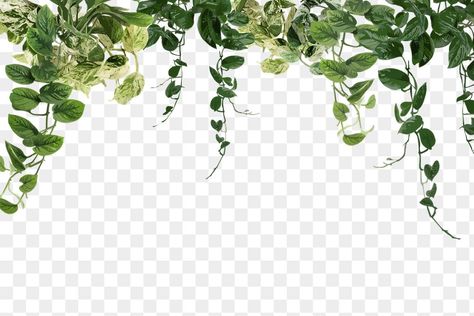 Plants Png, Png Green, Leaf Png, Plant Png, Image Border, Aesthetic Plants, Plant Background, Leaf Border, Green Sticker