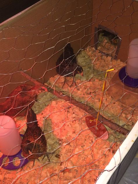 As chicks get older and bigger, they need more space and activities to provide chick enrichment. Here's how to add a brooder expansion and toys! Toys, Chick Enrichment, Chicken Brooder, Need More Space, Animals Friends, Getting Old, The Expanse, Rooster, The Way