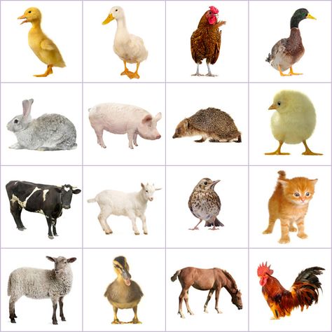 Grid of pictures to memorize - farm animals Farm Animal Memory Game, Picture Of Farm Animals, Pictures Of Farm Animals, Farm Animal Pictures, Memory Animals, Farm Animals Pictures, Animal Pictures For Kids, Farm Animals Activities, Maluchy Montessori