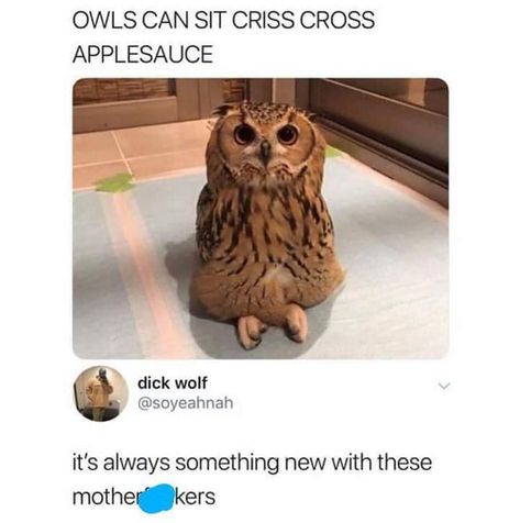 Animal Jokes, Humour, Funny Owl Pictures, Owl Facts, Funny Owls, Owl Pictures, Funny Birds, Animal Memes, Cute Funny Animals