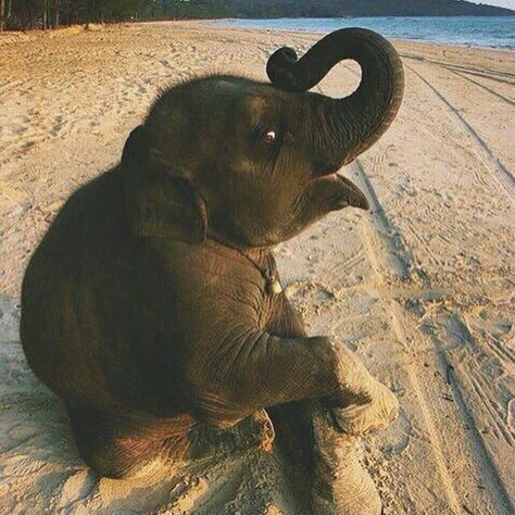 Baby Elefant, Cele Mai Drăguțe Animale, Tapeta Galaxie, Elephant Love, Fete Anime, Cute Elephant, Cute Animal Photos, Cute Creatures, Sweet Animals