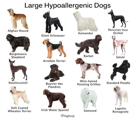 List of Best Small, Medium, Big Hypoallergenic Dog Breeds With Pictures | 101DogBreeds.com Hyper Allergenic Dogs Breeds, Dog Breeds For First Time Owners, Cute Dog Breeds Medium, Medium Size Dog Breeds, Small Hypoallergenic Dogs, Massive Dog Breeds, Non Shedding Dog Breeds, Hypoallergenic Dogs Small, Best Hypoallergenic Dogs