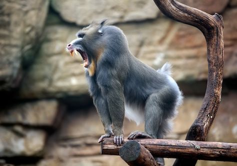 madrill Baboon, Rare Animals, Mandrill Monkey, Monkey Family, Wild Animals Photography, Mandrill, Pet Monkey, Great Ape, Primates