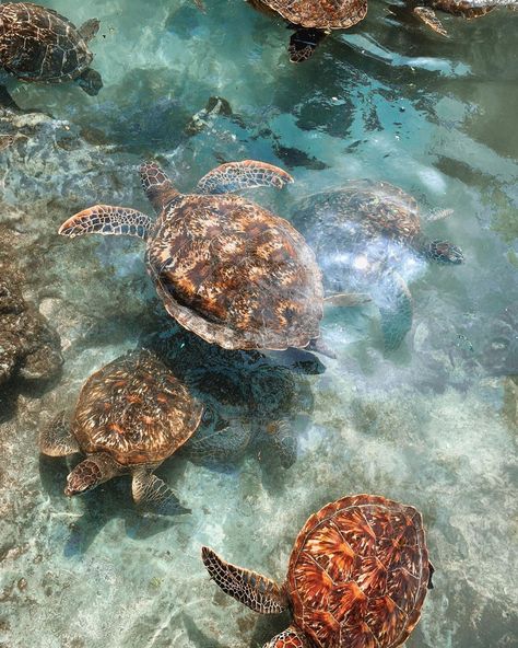 TASH TUTTON on Instagram: “There is nothing like swimming with this many turtles✨” Turtles, Swimming, Turtle Sanctuary, Beautiful Beaches Paradise, Turtle Swimming, February 12, Beautiful Beaches, A Dream, Instagram A