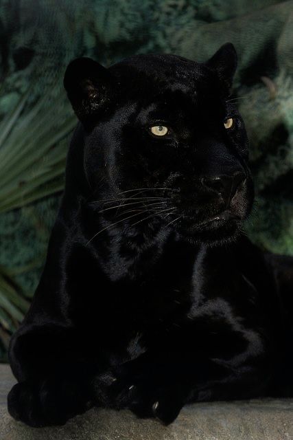 Black, Black Panther, Panther