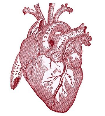 Tumblr, Anatomical Heart Drawing, Anatomy Heart, Dream Magic, Anatomical Heart Art, Party Prizes, Heart Art Print, The Graphics Fairy, Anatomy For Artists