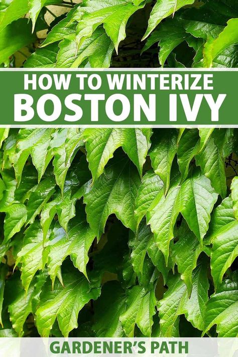 Boston ivies are tough, but they could use a helping hand in wintertime. In our winter care guide, we go over essential tools and techniques to ensure that your Boston ivy survives during the dormant season, and emerges in spring in good health and ready to flourish. Learn more on Gardener's Path. #bostonivy #gardenerspath Boston Ivy On House, Wall Ivy, Boston Ivy, Ivy Wall, Urban Garden Design, Winter Care, Vegetable Benefits, Thriving Garden, Cement Wall