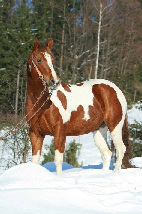 Lovely paint horse with western bridle in winter Brown And White Paint Horse, Paint Horses Breed, Brown Paint Horse, Chestnut Paint Horse, Paint Horse Breed, Horses In Snow, Western Horses, Painted Horse, American Paint Horse