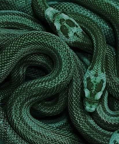 Green snakes | Scales aesthetic Hogwarts Houses, Rabastan Lestrange, Slytherin Pride, Dark Green Aesthetic, Slytherin House, Hogwarts Aesthetic, Green Snake, Slytherin Aesthetic, Harry Potter Aesthetic