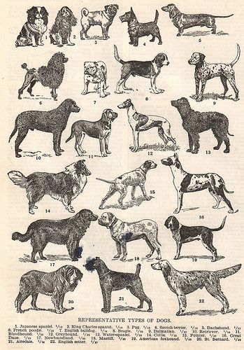 Vintage Dogs - some have changed, others not so much. | Ha! Designs on Flickr Water Spaniel, American Foxhound, French Poodle, Art Pinterest, Retro Dog, Vintage Dictionary, Dog Poster, English Setter, Types Of Dogs