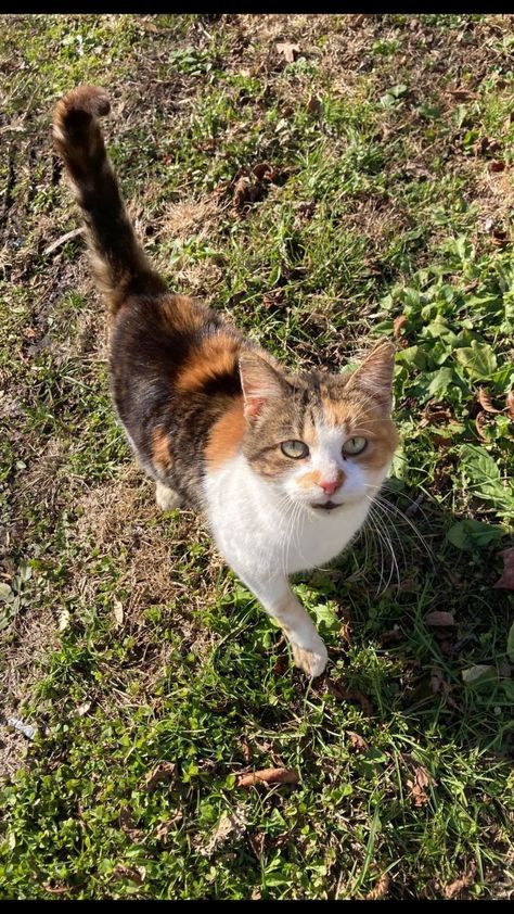 Calico Cats Shorthair, Shorthair Calico Cat, Calico Cat Shorthair, Long Haired Cat Drawing, Domestic Long Haired Cat, Calico Cat Wallpaper, Cats Short Hair, Calico Cat Aesthetic, Cat Short Hair