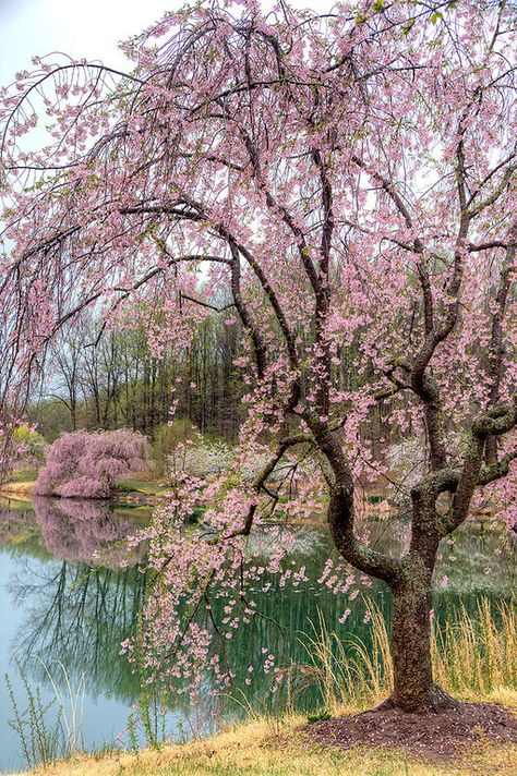 Chinese Cherry Blossom, Weeping Cherry Tree, Weeping Cherry, Blossom Garden, Sakura Tree, Pink Trees, Cherry Blossom Tree, Pink Blossom, Pretty Plants