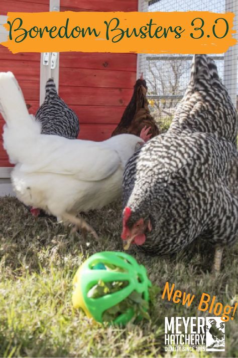 Permaculture, Diy Chicken Run Activities, Chicken Enrichment Toys, Chicken Run Enrichment Ideas, Keeping Chickens Entertained, Hen Enrichment, Chicken Boredom Buster Diy, Chicken Enrichment Diy, Bored Chickens Ideas