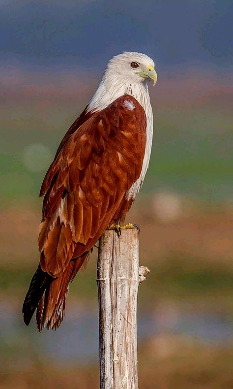 Birds of Prey - Brahminy Kite also known as the Red backed Sea Eagle. Birds Of Prey Photography, Eagle Aesthetic, Knight Angel, Bird Kite, Red Eagle, Sea Eagle, World Birds, Bird Of Prey, Most Beautiful Birds