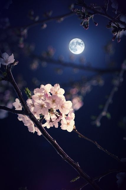 Raindrops And Roses, Moonlight Photography, Night Sky Photography, Spring Nights, Night Sky Wallpaper, Night Background, Midnight Garden, Night Flowers, Moon Pictures