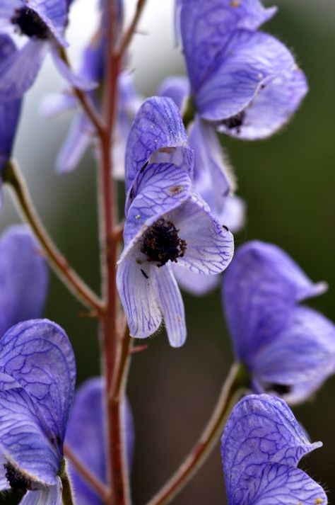 wolfsbane, werewolf, vampire, Greek, Kerberos, Herakles, flower, purple, reading, storytelling, flashfiction, series, blogseries, authorblog, fantasy series, plants, Fimo, Blue Flowering Plants, Poison Garden, Legendary Creatures, Botanical Sketchbook, Blue Plants, Flower Sleeve, Poisonous Plants, Vibes Art