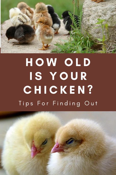 Do you know how to tell how old your chickens are? This guide from The Hen's Loft will provide you with a list of tips and tricks for determining the age of your backyard chickens. How To Tell Chickens Gender, Chicken Age Chart, Chickens Aesthetic, Quail Garden, Golden Comet Chicken, Chicken Thoughts, Chicken Hacks, Americana Chickens, Chicken Live