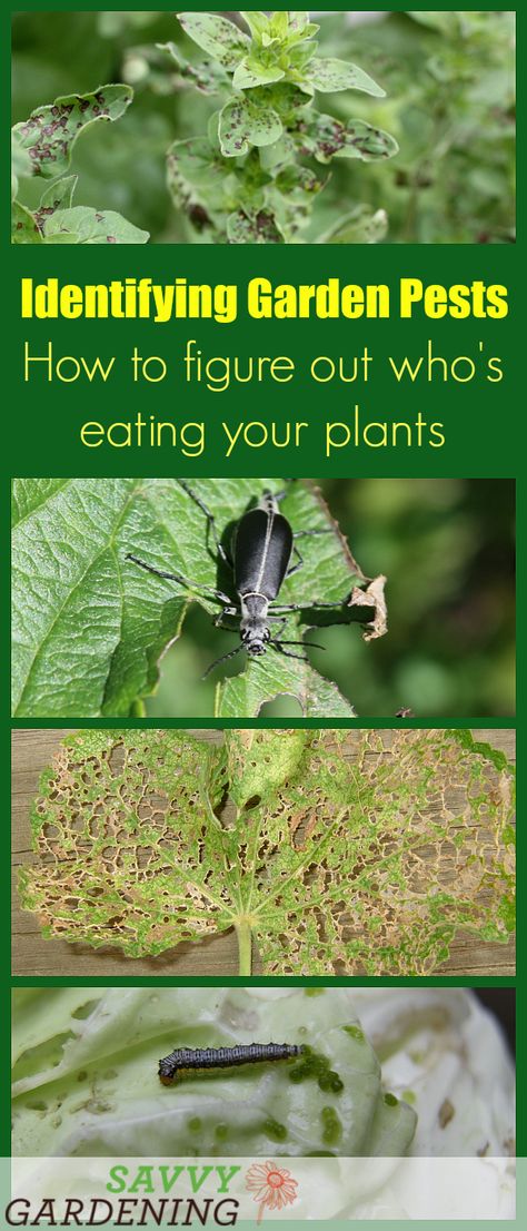 Identifying garden pests is easy with these tips on how to figure out who's eating your plants. Permaculture, Garden Pests Identification, Aphid Control, Slugs In Garden, Organic Insecticide, Edible Gardening, Solar Water Fountain, Flowering Bushes, Organic Pesticide