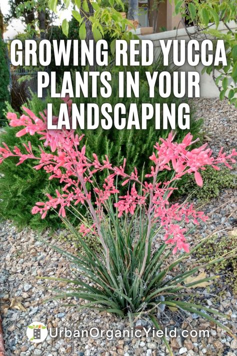 Desert Land Scaping Ideas, Hesperaloe Parviflora Red Yucca, Yucca Garden Landscaping, Landscaping With Yucca Plants, Native New Mexico Plants, Red Yucca Plant Landscape Design, Xeriscaping Front Yard Texas, Native Arizona Plants, Arizona Potted Plants