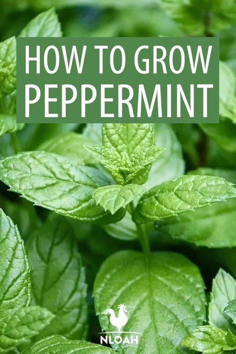 Things To Do With Peppermint Leaves, How To Care For Peppermint Plant, How To Grow Peppermint, Peppermint Plant Uses, Planting Peppermint, Pepermint Plant, Growing Peppermint, Botanical Witch, Vegetable List