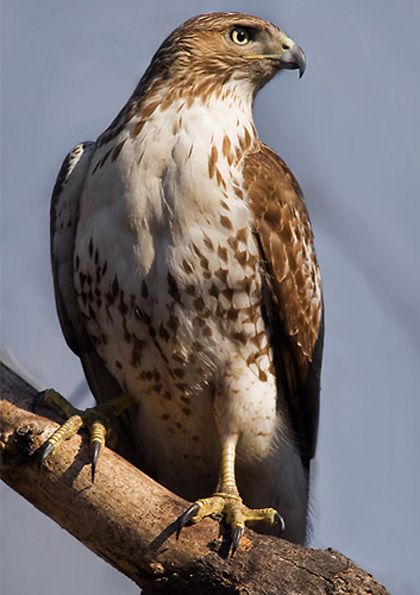 Red-tailed Hawk: Found in Alaska and Canada south to Panama. Found in open country, woodlands, prairie groves, mountains, plains, farmlands, and roadsides. Falco Pellegrino, Raptor Bird Of Prey, Raptors Bird, Hawk Bird, Red Tailed Hawk, Animal Totems, Backyard Birds, Bird Pictures, Birds Of Prey