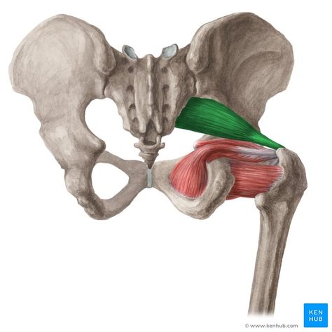 Piriformis muscle (Musculus piriformis); Image: Liene Znotina Punkty Spustowe, Quadriceps Femoris, Psoas Release, 3d Anatomy, Eagle Pose, Piriformis Muscle, Piriformis Stretch, Piriformis Syndrome, Musculoskeletal Pain