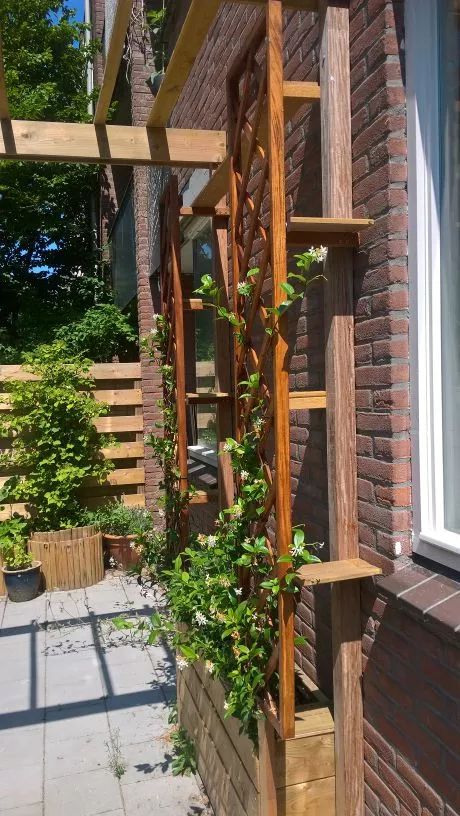 Cat Jungle Gym, Outdoor Cat Tree, Diy Cat Shelves, Diy Cat Enclosure, Cat Jungle, Cat Ladder, Cat Climber, Cat Stairs, Cat Patio